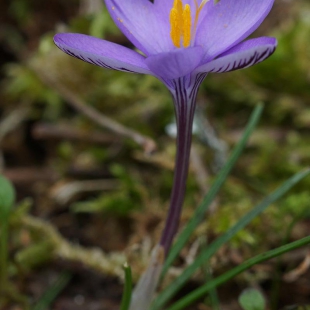 Crocus minimus